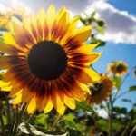 Wetter-Pfingsten-Artikel