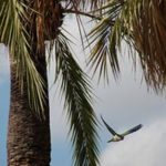 Mallorca-Daniela-Katzenberger-Cafe-Artikel
